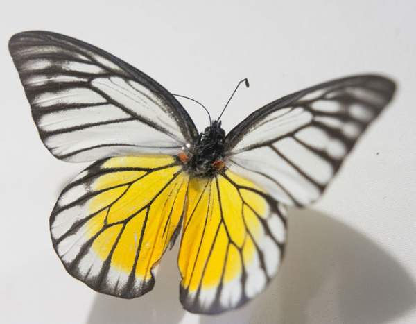 Chiêm ngưỡng những loài bướm đẹp, kỳ lạ ở Việt Nam 10