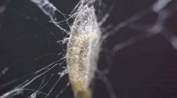 Ấu trùng ong bắp cày tấn công hệ thần kinh nhện, kết lưới và tạo kén 2