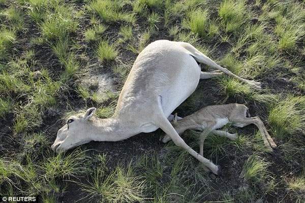 Tìm ra thủ phạm khiến 200.000 con linh dương Saiga chết trong một tháng 2