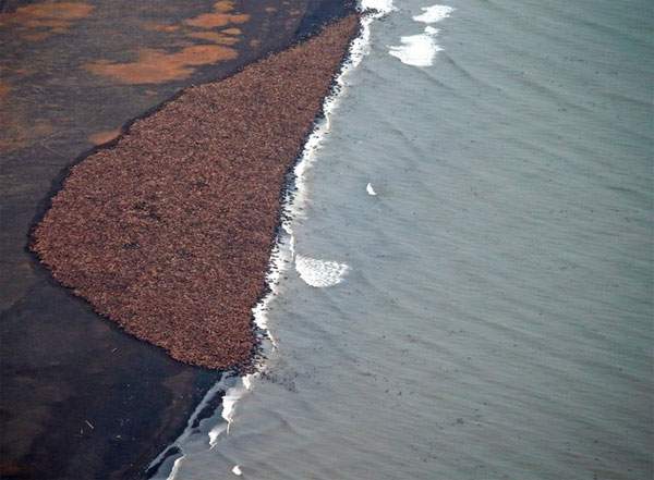 Chuyện lạ: Hàng chục ngàn con hải mã ồ ạt đổ bộ bãi biển Alaska 2