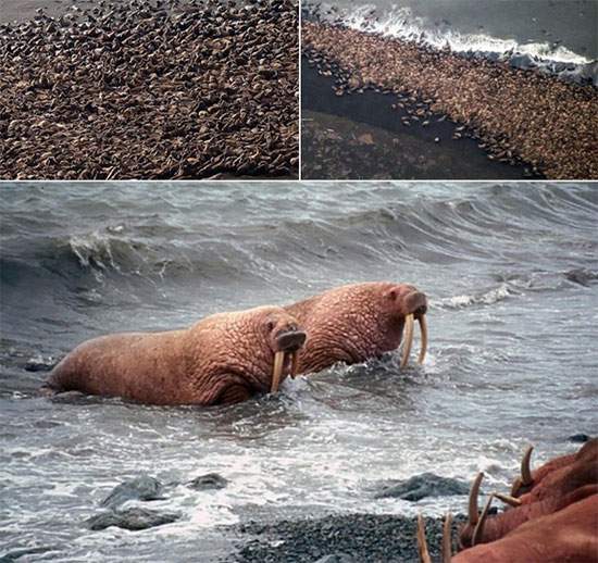 Chuyện lạ: Hàng chục ngàn con hải mã ồ ạt đổ bộ bãi biển Alaska 3