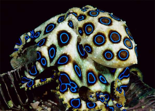 Cận cảnh bạch tuộc đốm xanh có nọc độc gấp 50 lần rắn hổ mang 3