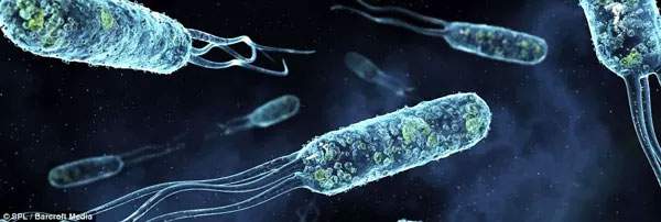 Thế giới “kì thú” của vi khuẩn trong cơ thể người 6