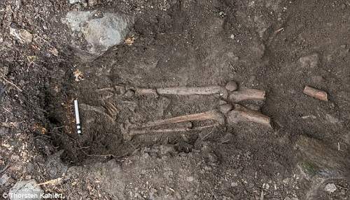 Phát hiện bộ xương 900 năm tuổi dưới gốc cây 215 tuổi 3