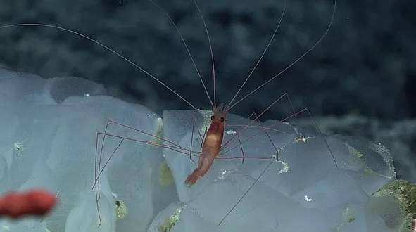 12 loài sinh vật "kỳ dị" mới được phát hiện dưới biển sâu 12