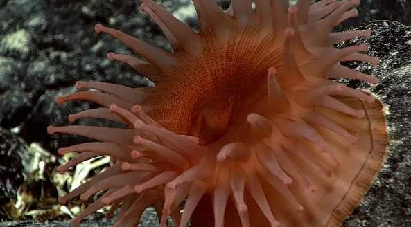 12 loài sinh vật "kỳ dị" mới được phát hiện dưới biển sâu 8