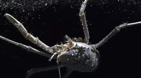 12 loài sinh vật "kỳ dị" mới được phát hiện dưới biển sâu 2