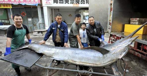 Cá kiếm dài hơn 4 mét lọt lưới ngư dân Trung Quốc 2