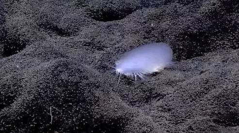 12 loài sinh vật "kỳ dị" mới được phát hiện dưới biển sâu 3