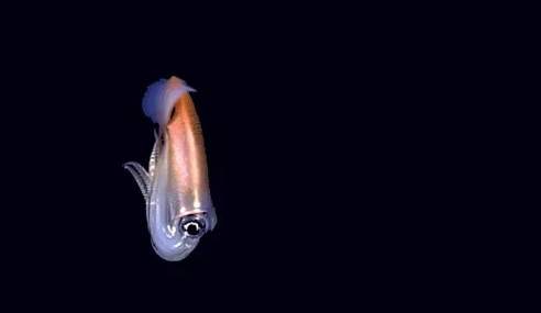 12 loài sinh vật "kỳ dị" mới được phát hiện dưới biển sâu 9
