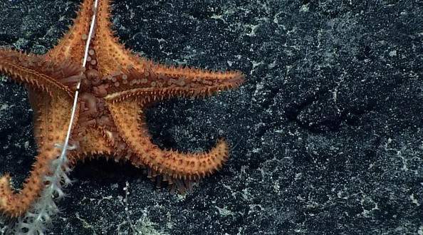 12 loài sinh vật "kỳ dị" mới được phát hiện dưới biển sâu 4