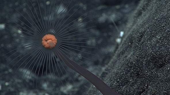 12 loài sinh vật "kỳ dị" mới được phát hiện dưới biển sâu 10