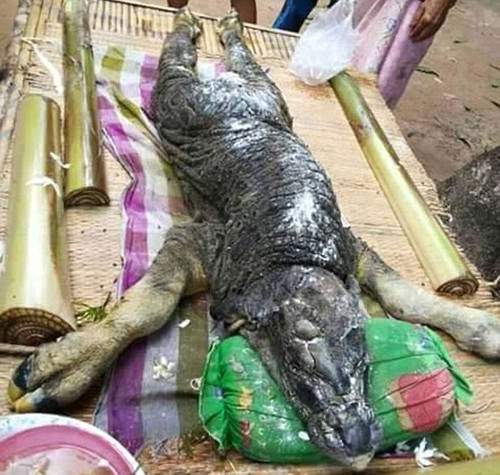 Quái vật đầu cá sấu mình trâu gây xôn xao ở Thái Lan 2