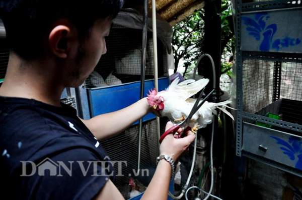 Lạ mắt gà tre "ngực khủng” nhỏ nhất thế giới tại Việt Nam 4