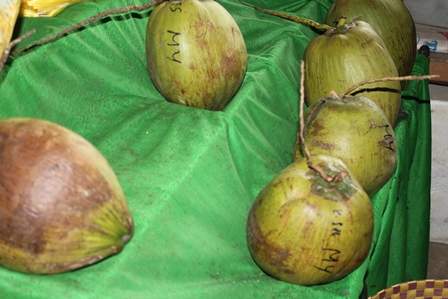 Bán một quả dừa sáp mua được nửa tạ thóc 4