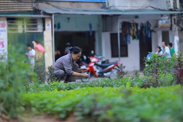 Độc đáo vườn rau sạch dưới chân đường sắt trên cao ở Hà Nội 4