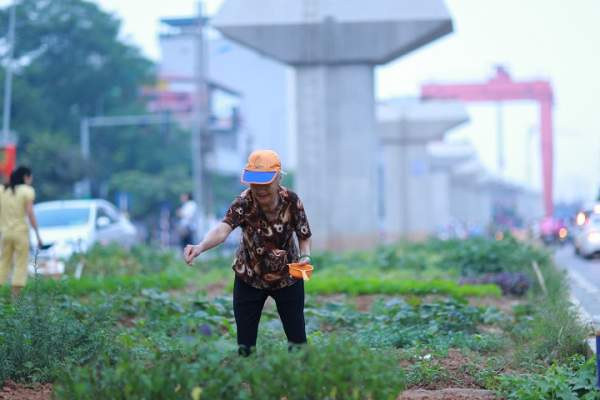 Độc đáo vườn rau sạch dưới chân đường sắt trên cao ở Hà Nội 6