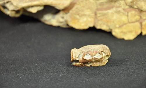 Tìm thấy hóa thạch rùa mũi lợn 76 triệu năm 2