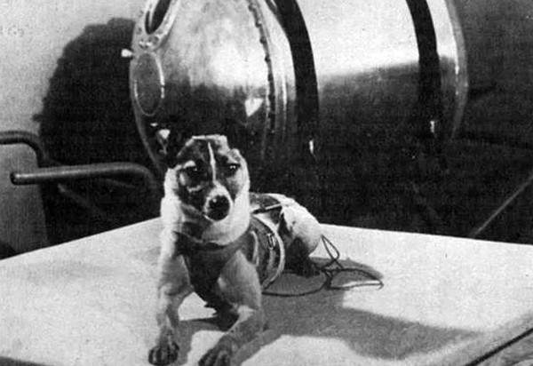 Ngày 3/11/1957 - Laika, chú chó đầu tiên bay lên vũ trụ 2