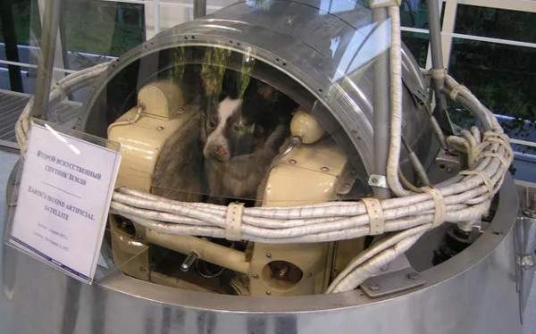 Ngày 3/11/1957 - Laika, chú chó đầu tiên bay lên vũ trụ 3