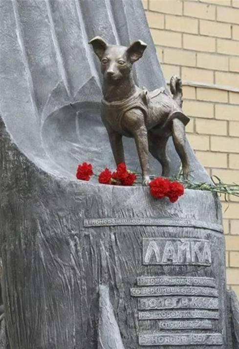 Ngày 3/11/1957 - Laika, chú chó đầu tiên bay lên vũ trụ 4