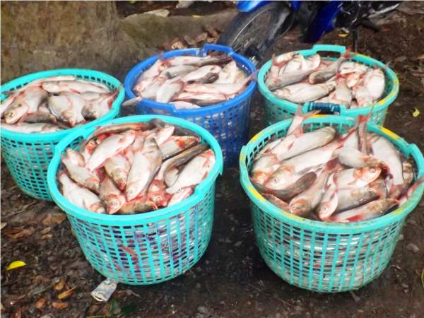 Lũ nhỏ, sản lượng cá trắng ở nông trường Sông Hậu giảm một nửa 7