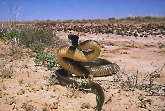 Loài rắn độc nhất thế giới 2