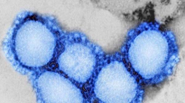 Cảnh báo nguy cơ bùng dịch từ virus mới giống SARS