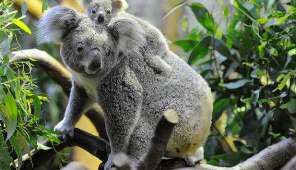 Những sự thật bất ngờ về loài gấu Koala 10