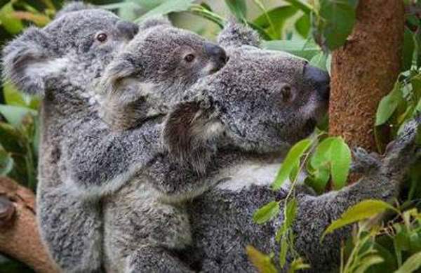 Những sự thật bất ngờ về loài gấu Koala 6