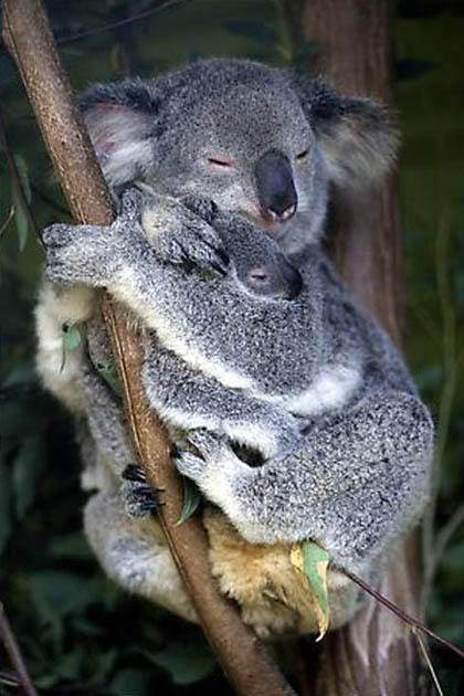 Những sự thật bất ngờ về loài gấu Koala 9
