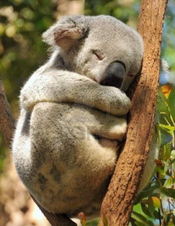 Những sự thật bất ngờ về loài gấu Koala 3