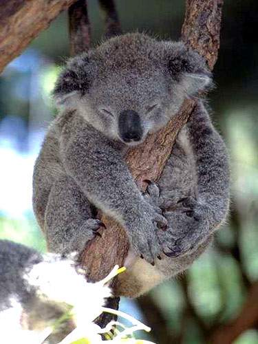 Những sự thật bất ngờ về loài gấu Koala 8