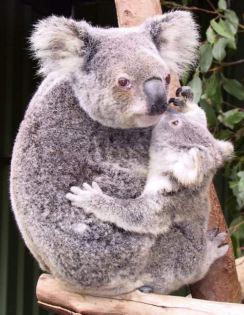 Những sự thật bất ngờ về loài gấu Koala 4