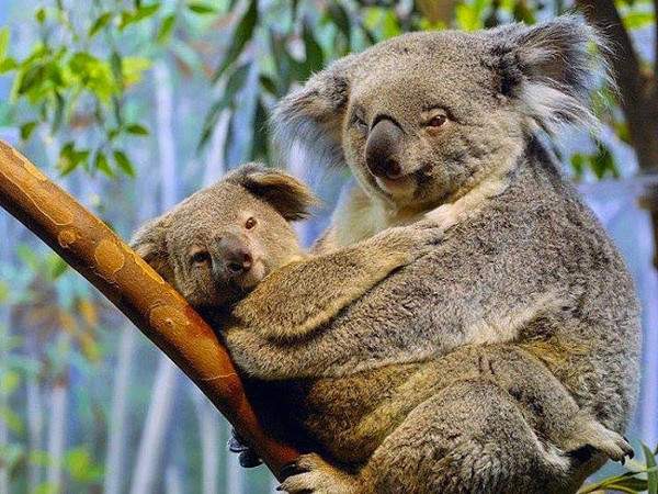 Những sự thật bất ngờ về loài gấu Koala 7