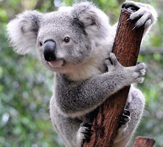 Những sự thật bất ngờ về loài gấu Koala 2
