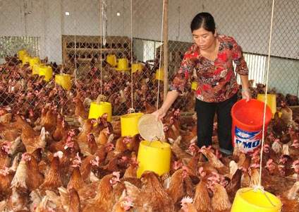 Chọn “size” cho ngành chăn nuôi Việt 2