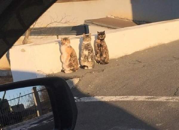Thích thú với 3 chú mèo đứng bằng hai chân 2