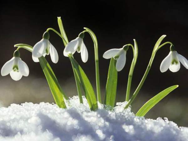 Ngắm hoa tuyết điểm - biểu tượng mùa xuân sang 6
