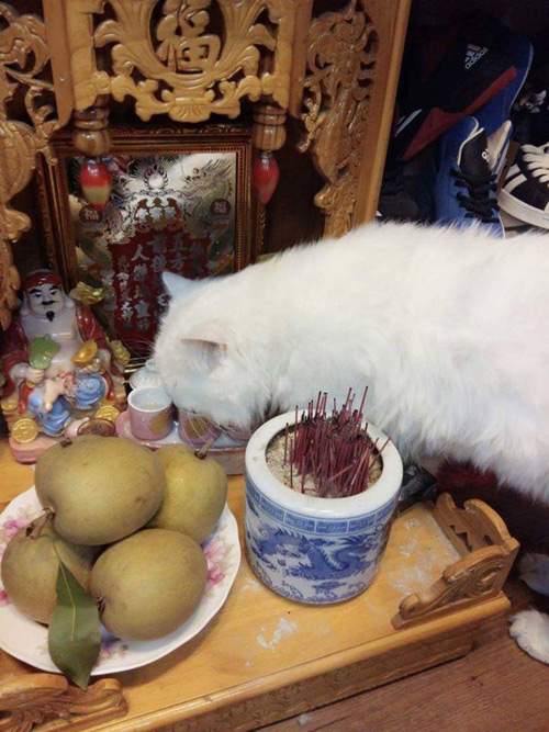 Những chú mèo thích trèo bàn thờ "buôn hoa quả" 21