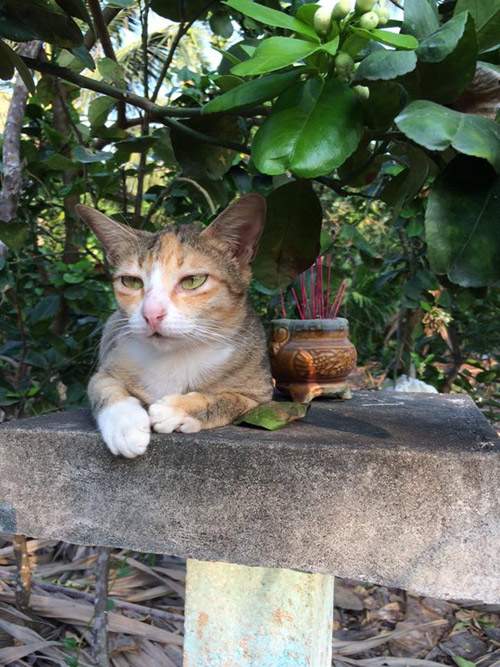 Những chú mèo thích trèo bàn thờ "buôn hoa quả" 12