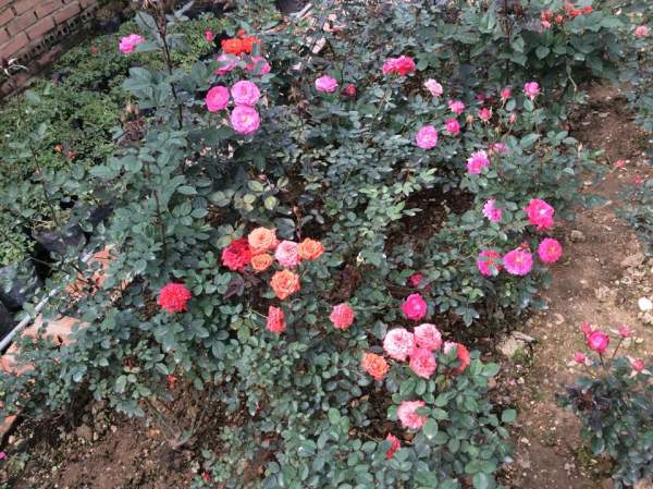 Ghen tị vườn 500m2 trồng phủ kín giò hoa, bồn rau 39