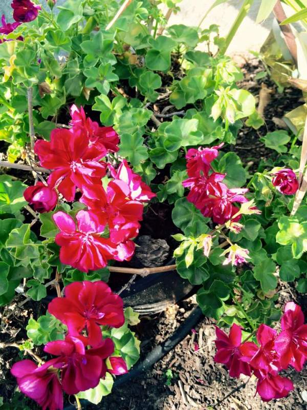 Ngất ngây ngắm hoa trong vườn nhà Thúy Nga ở Mỹ 21