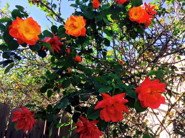 Ngất ngây ngắm hoa trong vườn nhà Thúy Nga ở Mỹ 18