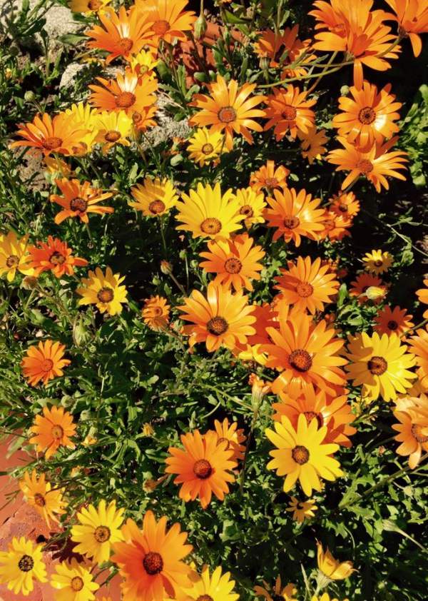 Ngất ngây ngắm hoa trong vườn nhà Thúy Nga ở Mỹ 15