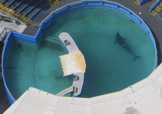 Cuộc đời cô đơn của chú cá voi bi kịch nhất thế giới 3