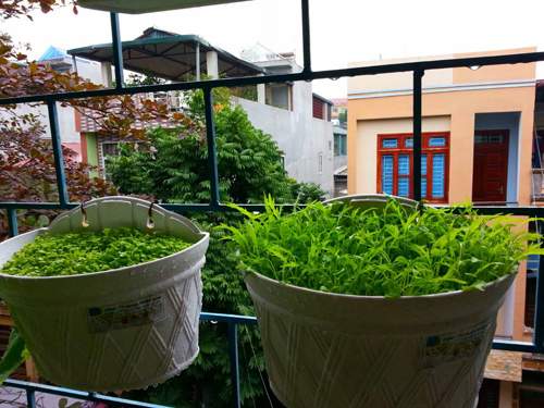 Mẹ Lào Cai trồng rau mầm kín bậu cửa sổ cho chồng con 33