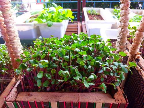 Mẹ Lào Cai trồng rau mầm kín bậu cửa sổ cho chồng con 30