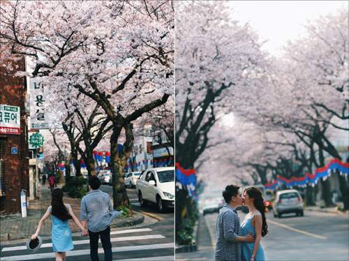 Ảnh cưới ngập sắc hoa anh đào lãng mạn như phim Hàn Quốc 51