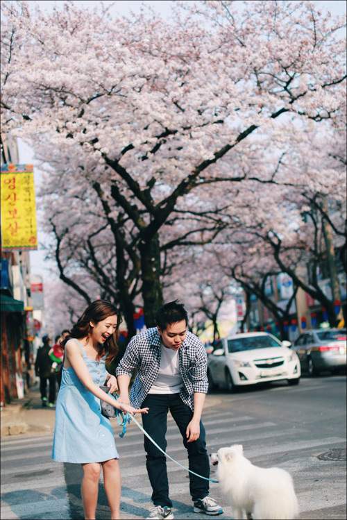 Ảnh cưới ngập sắc hoa anh đào lãng mạn như phim Hàn Quốc 9